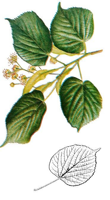 Tilleul à grandes feuilles